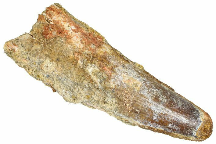 Real Fossil Spinosaurus Tooth - Feeding Worn Tip #365665